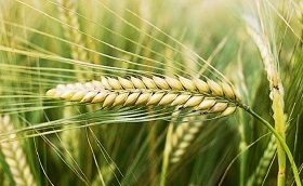 Typologie in de natuur; Gerst en Wijnstok