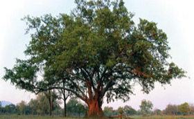 Typologie in de natuur: de Vijgenboom